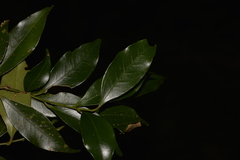 Cryptocarya meisneriana