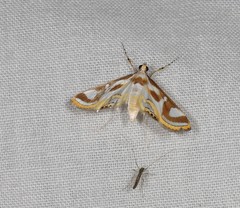Theila siennata