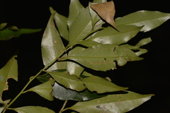 Cryptocarya meisneriana
