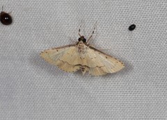 Syngamia fuscicostalis