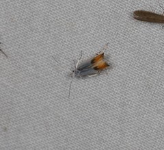 Thiotricha animosella