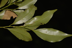 Cryptocarya meisneriana
