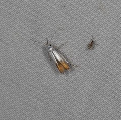 Thiotricha animosella