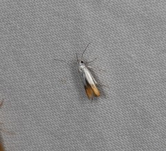 Thiotricha animosella