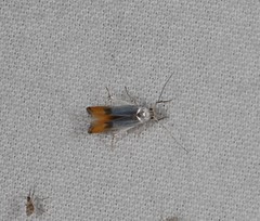 Thiotricha animosella