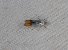 Thiotricha animosella