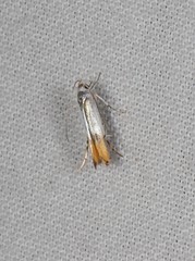 Thiotricha animosella