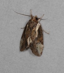 Timorodes blepharias