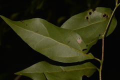 Cryptocarya meisneriana