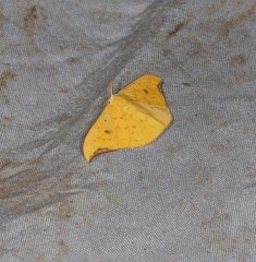 Tridrepana lunulata