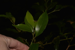 Cryptocarya meisneriana