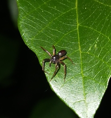 Battalus