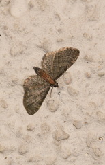 Eupithecia haworthiata