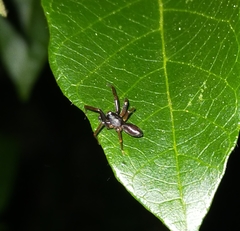 Battalus