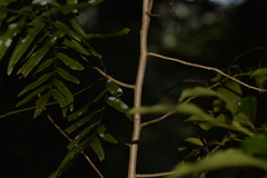 Cryptocarya meisneriana