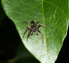 Battalus