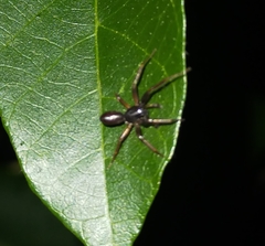 Battalus