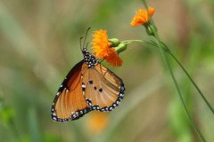 Danaus chrysippus dorippus