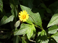 Asteraceae