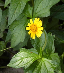 Asteraceae