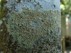 Brigantiaea chrysosticta