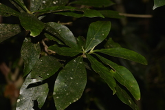 Atractocarpus benthamianus