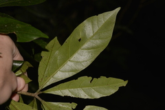 Atractocarpus benthamianus