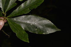 Atractocarpus benthamianus