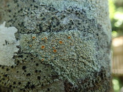 Brigantiaea chrysosticta