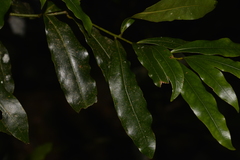 Cinnamomum oliveri