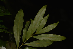 Cinnamomum oliveri