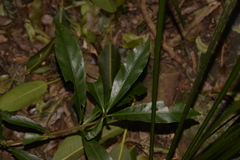 Atractocarpus benthamianus