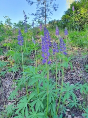 Lupinus polyphyllus