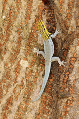 Lygodactylus picturatus
