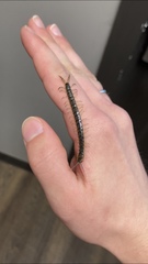Hemiscolopendra