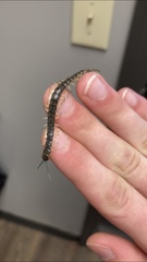 Hemiscolopendra