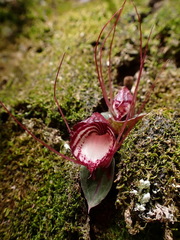 Corybas sinii