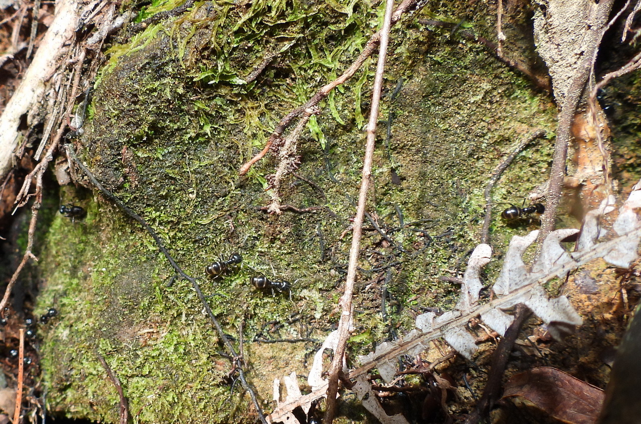 Lasius nipponensis