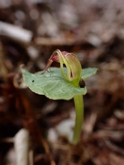 Corybas sinii