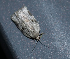 Acleris chalybeana