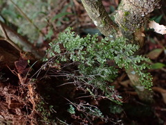 Hymenophyllum fujisanense