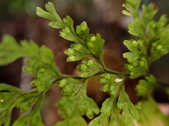 Hymenophyllum fujisanense