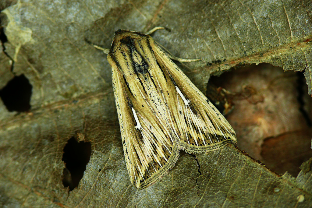 L-album Wainscot, photo 1 of 10