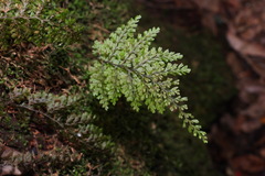 Hymenophyllum fujisanense