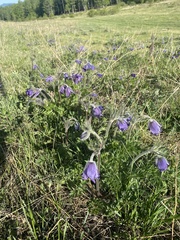 Pulsatilla ambigua