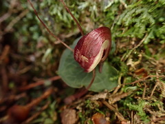 Corybas sinii