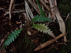 Blechnidium melanopus
