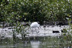 Egretta garzetta dimorpha