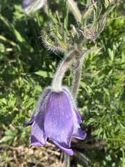 Pulsatilla ambigua