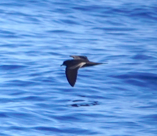 Petrel de Bulwer (Bulweria bulwerii)